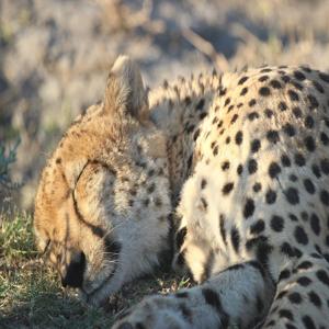 건강